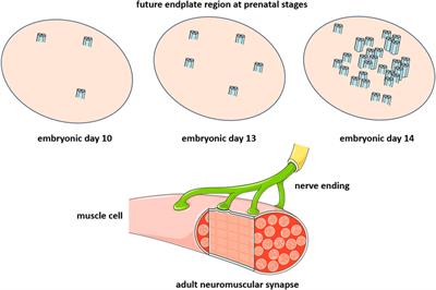 Modulation of a rapid neurotransmitter receptor-ion channel by membrane lipids